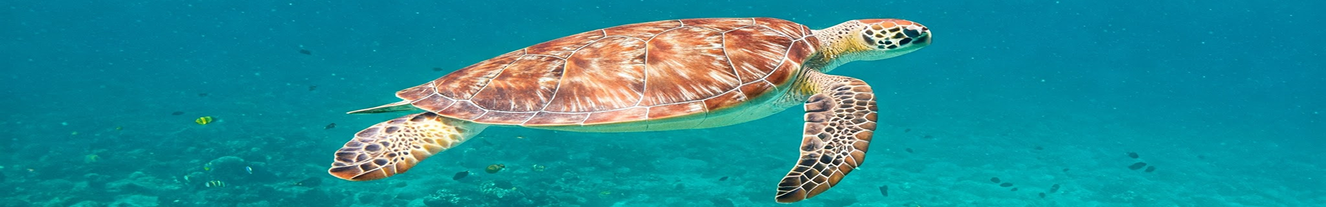 セルフガイドツアーBlueGrotto