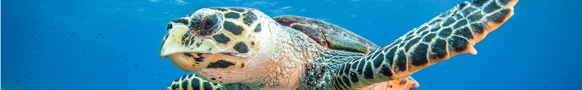 セルフガイドツアーBlueGrotto